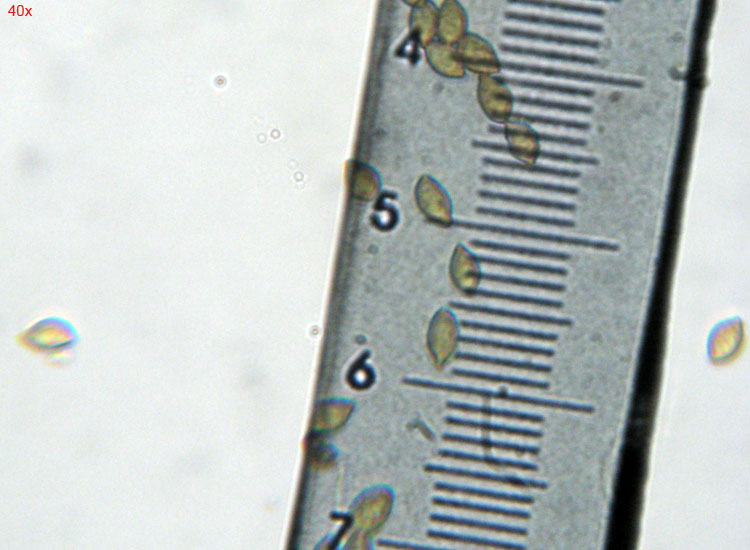 Cortinarius dalle colline reggiane